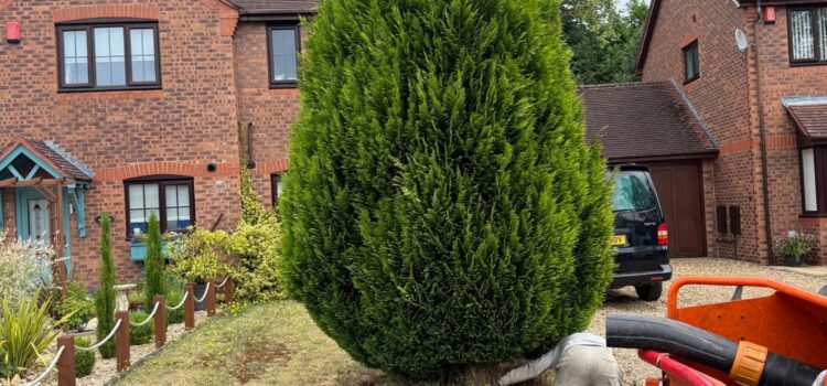 The Environmental Benefits of Tree Surgery for South Wales Gardens
