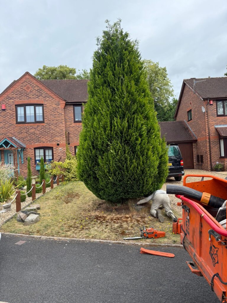 The Environmental Benefits of Tree Surgery for South Wales Gardens