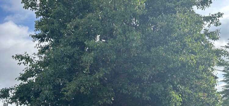 How to Know When Your Tree Needs Professional Surgery in South Wales