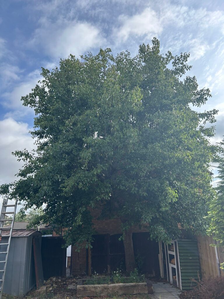How to Know When Your Tree Needs Professional Surgery in South Wales