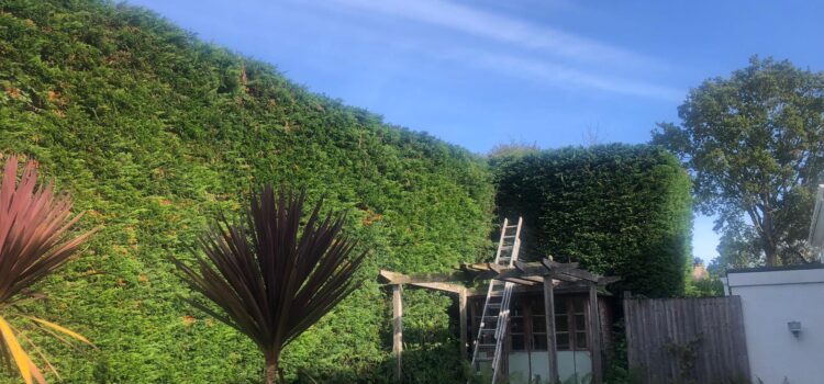 Professional Hedge Cutting in Abertillery