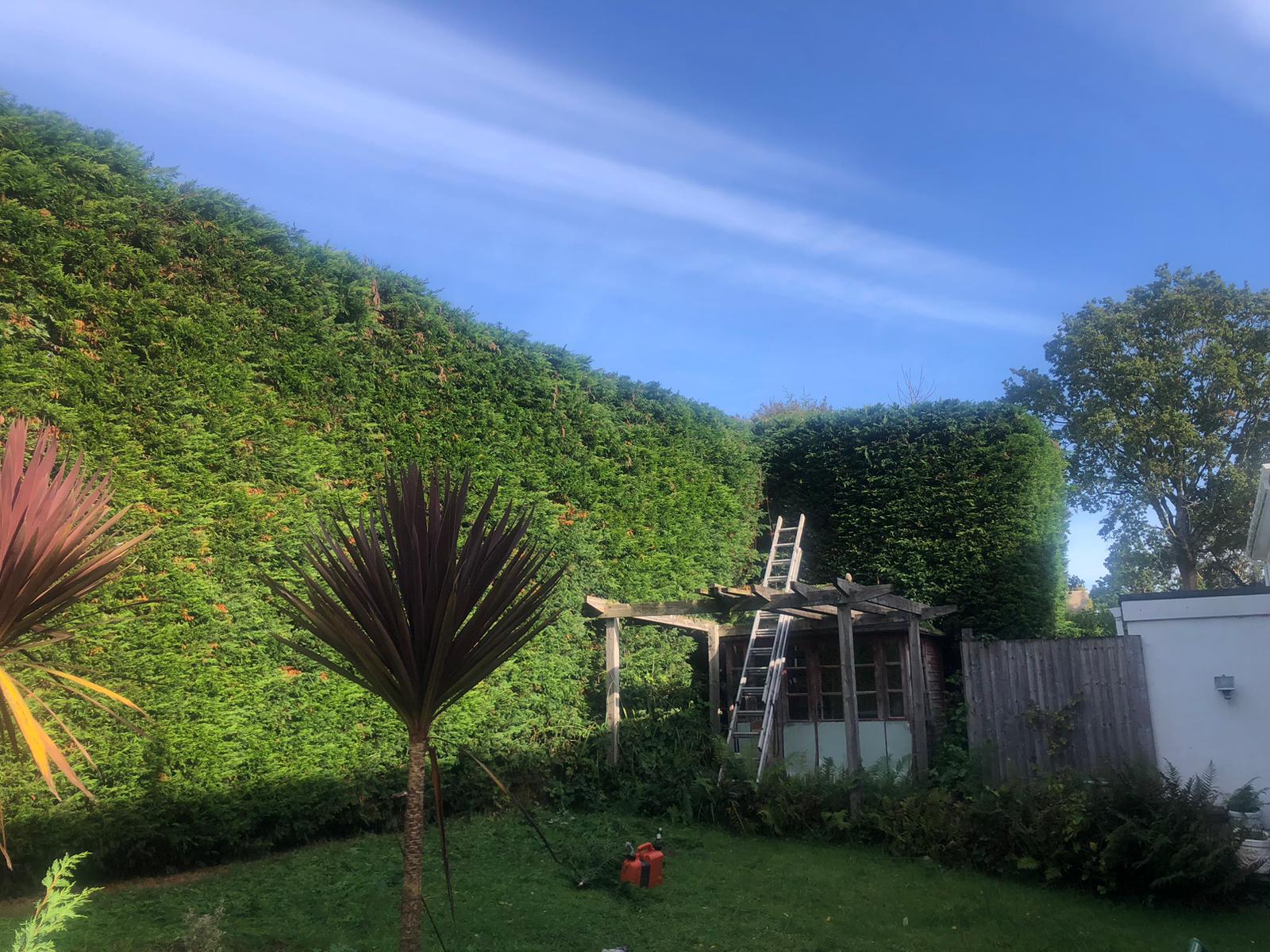 Hedge Cutting South Wales