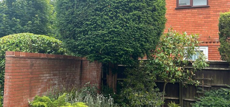 Seasonal Gardening Tips for Cardiff Homeowners