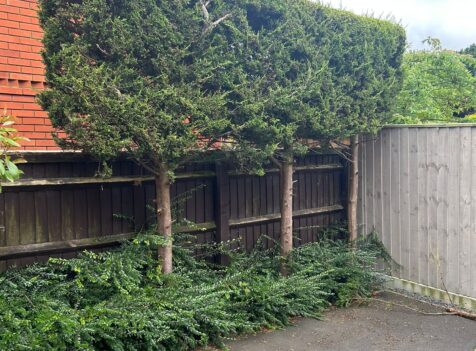 Hedge-removal-swindon