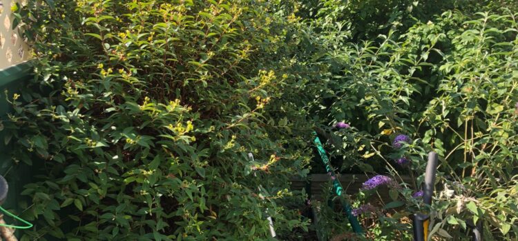 Seasonal Hedge Cutting in Abertillery