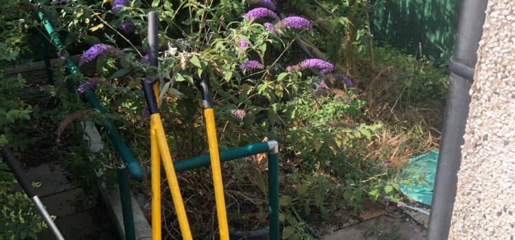 Creating a Wildlife-Friendly Garden in Cardiff