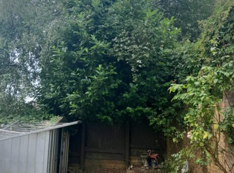 hedge cutting south wales