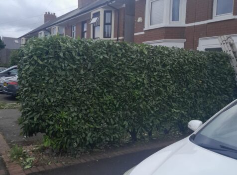 hedge cutting south wales
