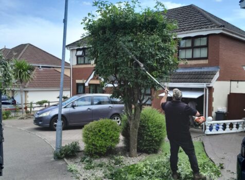 tree pruning south wales