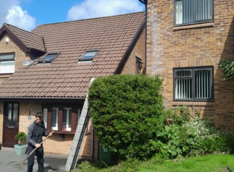 tree pruning south wales