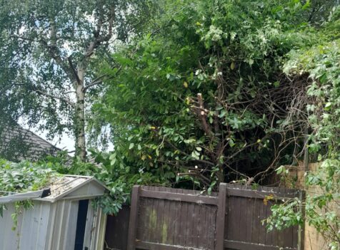 tree pruning wales