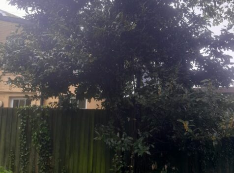 tree surgery south wales