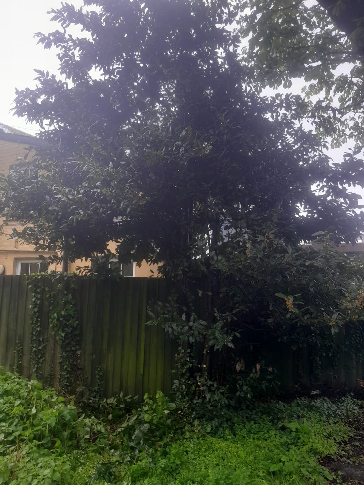 tree surgery south wales