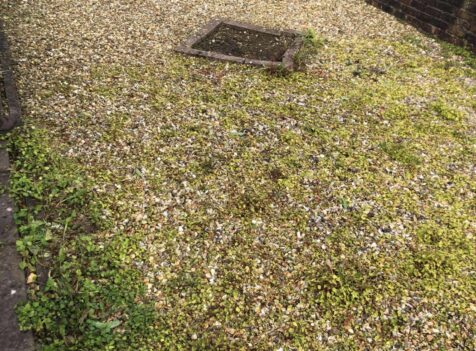 weed clearance south wales