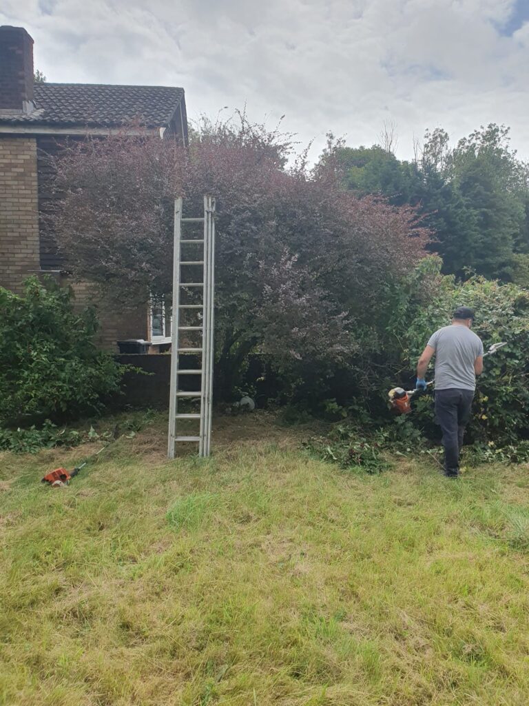 hedge trimming in neath