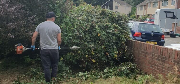 hedge trimming in neath