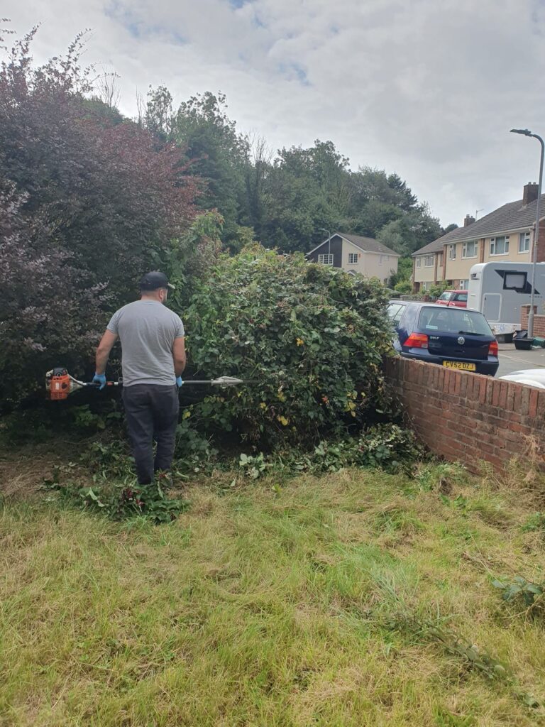 hedge trimming in neath