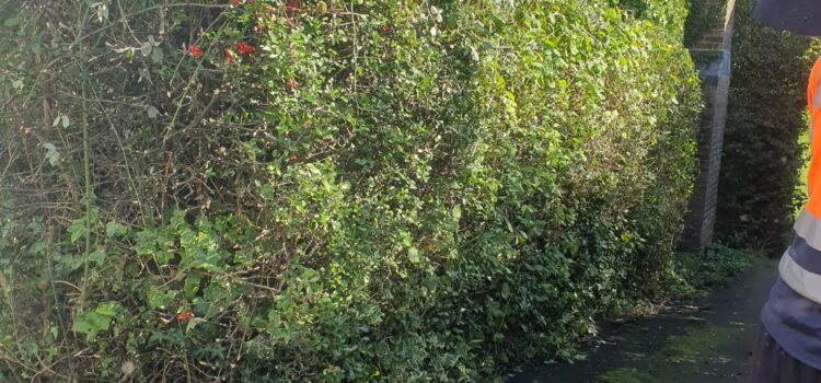hedge trimming barry