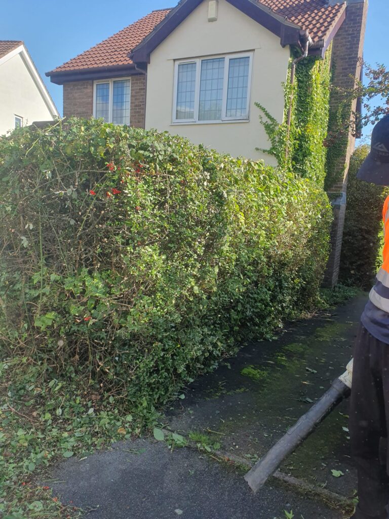 hedge trimming barry