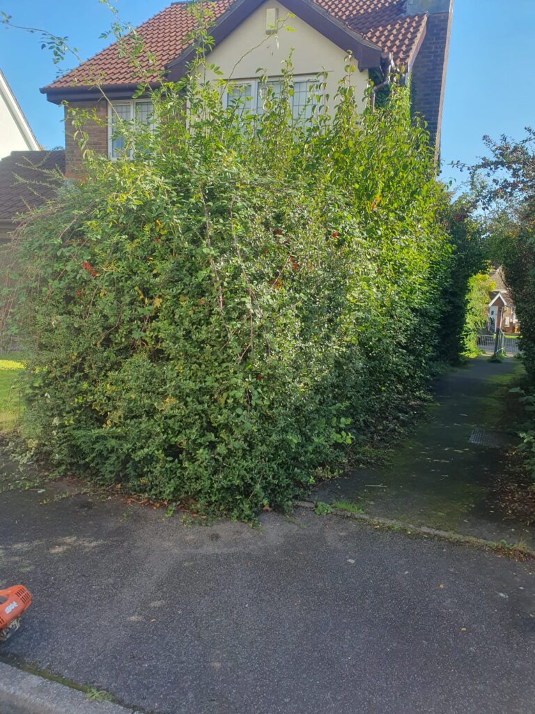 hedge trimming barry