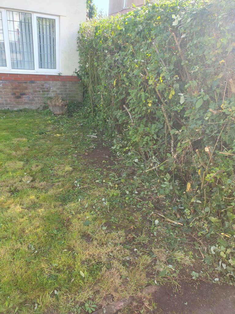 hedge trimming barry