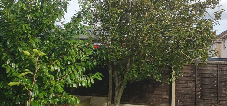 tree pruning in Barry