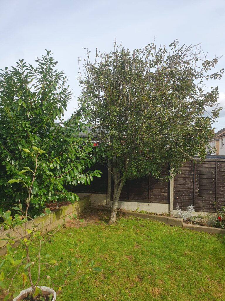 tree pruning in Barry