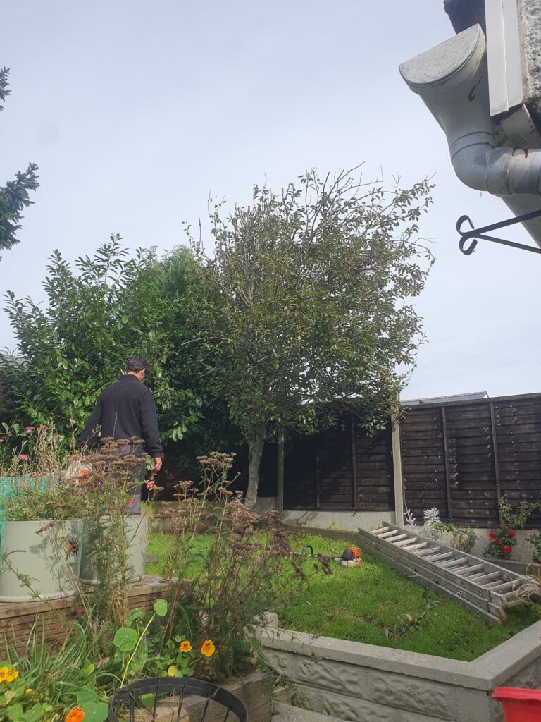 tree pruning in Barry