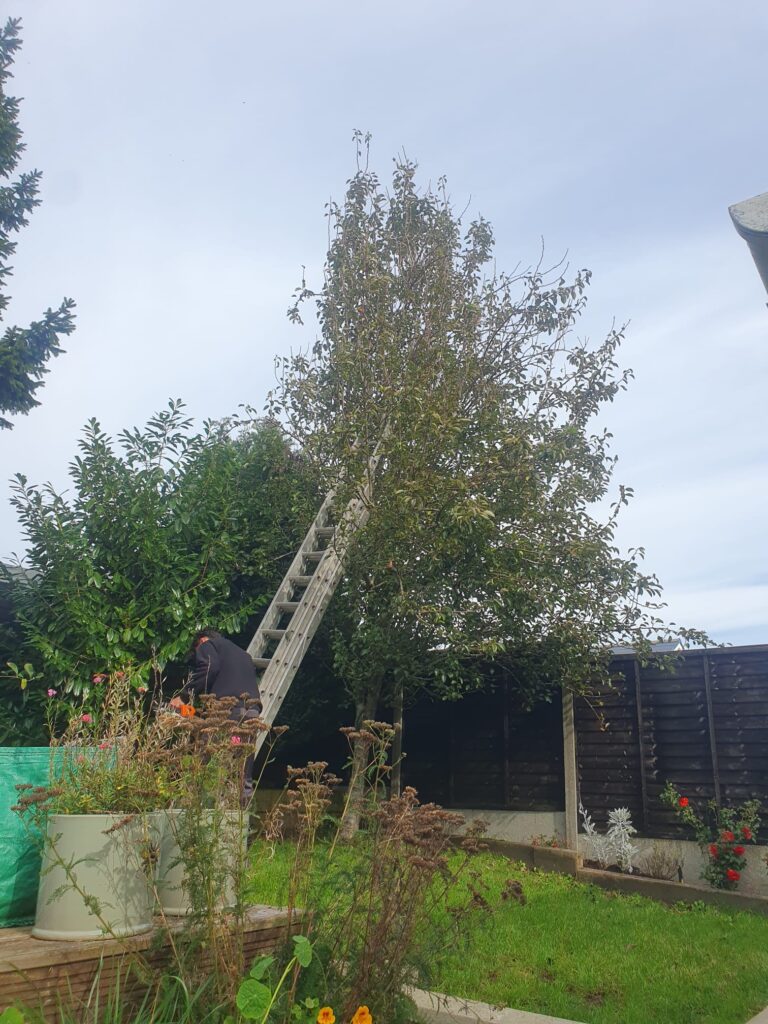 tree pruning in Barry