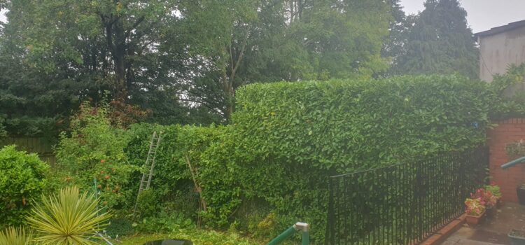 hedge trimming cardiff