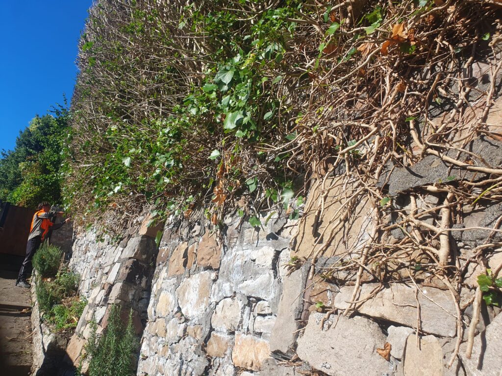 ivy removal in barry