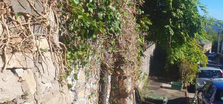 ivy removal in barry