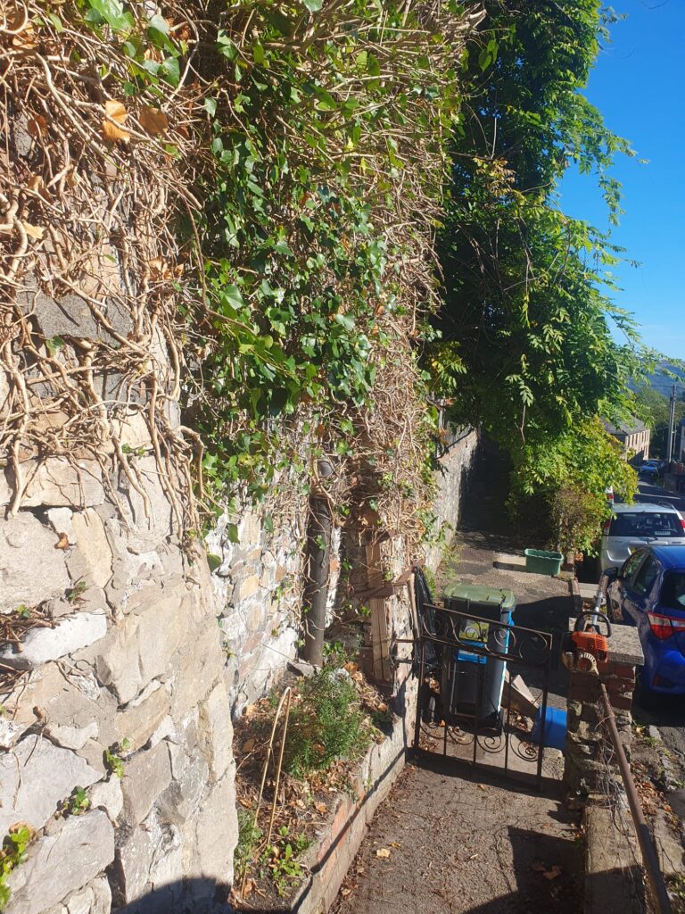 ivy removal in barry