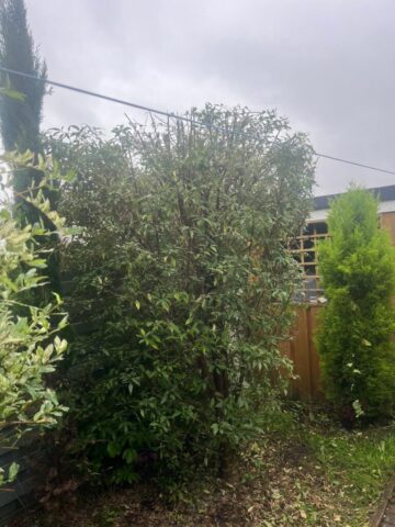 Hedge maintenance Blackwood