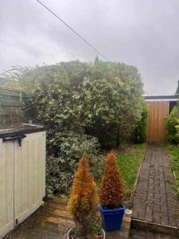 Hedge maintenance Blackwood