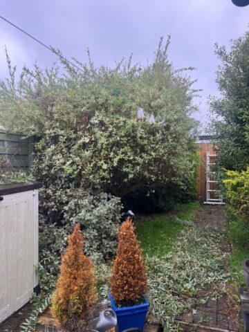 Hedge maintenance Blackwood