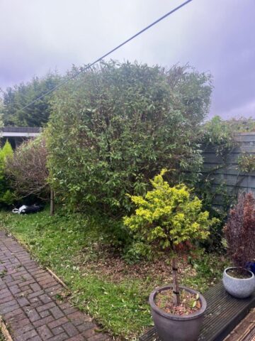 Hedge maintenance Blackwood