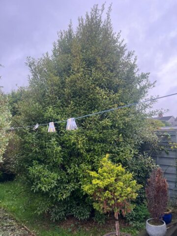 Hedge maintenance Blackwood