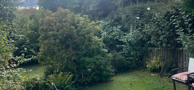 Hedge maintenance Blackwood