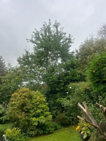 Hedge maintenance Blackwood