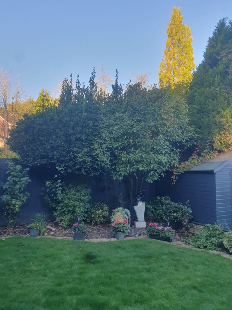 Professional Hedge Maintenance in Fairwater, Cardiff