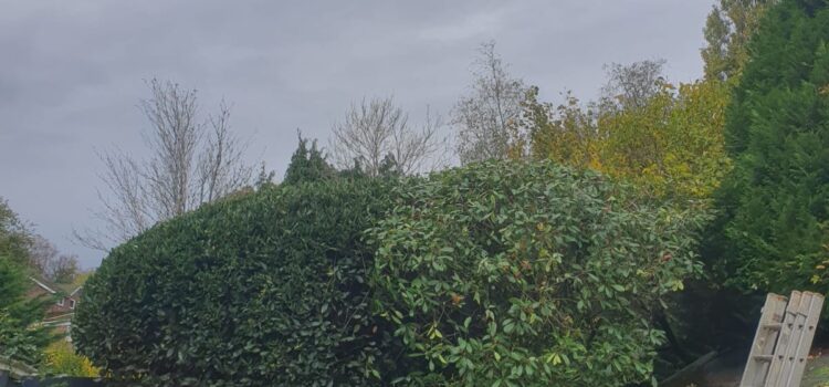 Professional Hedge Maintenance in Fairwater, Cardiff