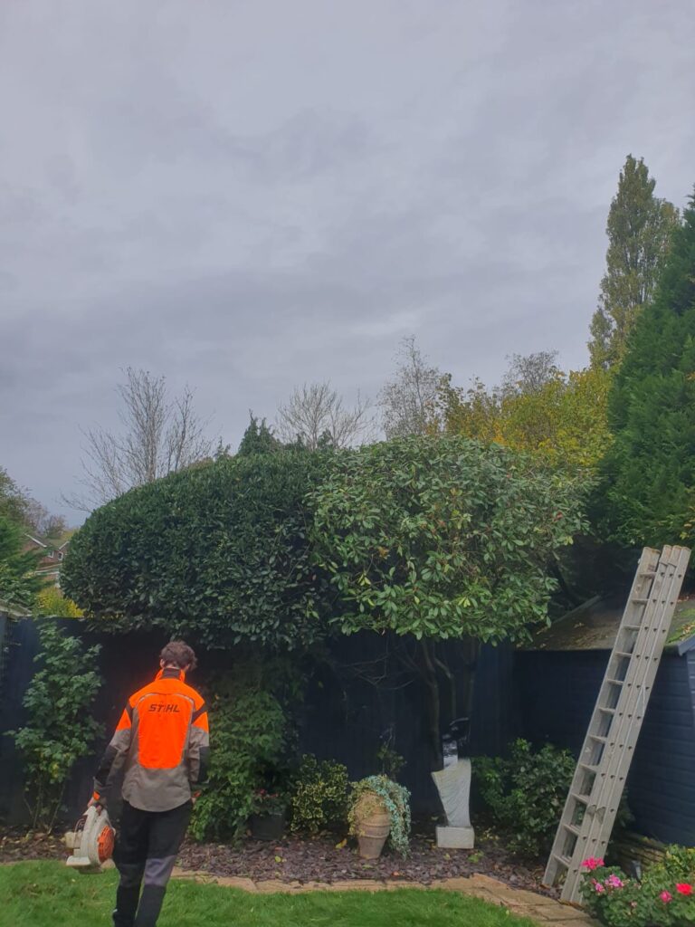 Professional Hedge Maintenance in Fairwater, Cardiff