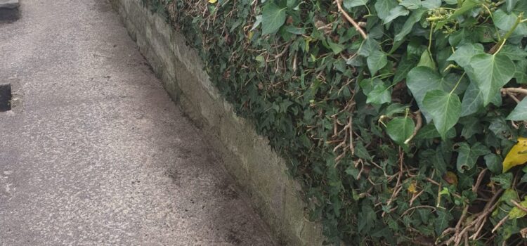 ivy cut back in Radyr