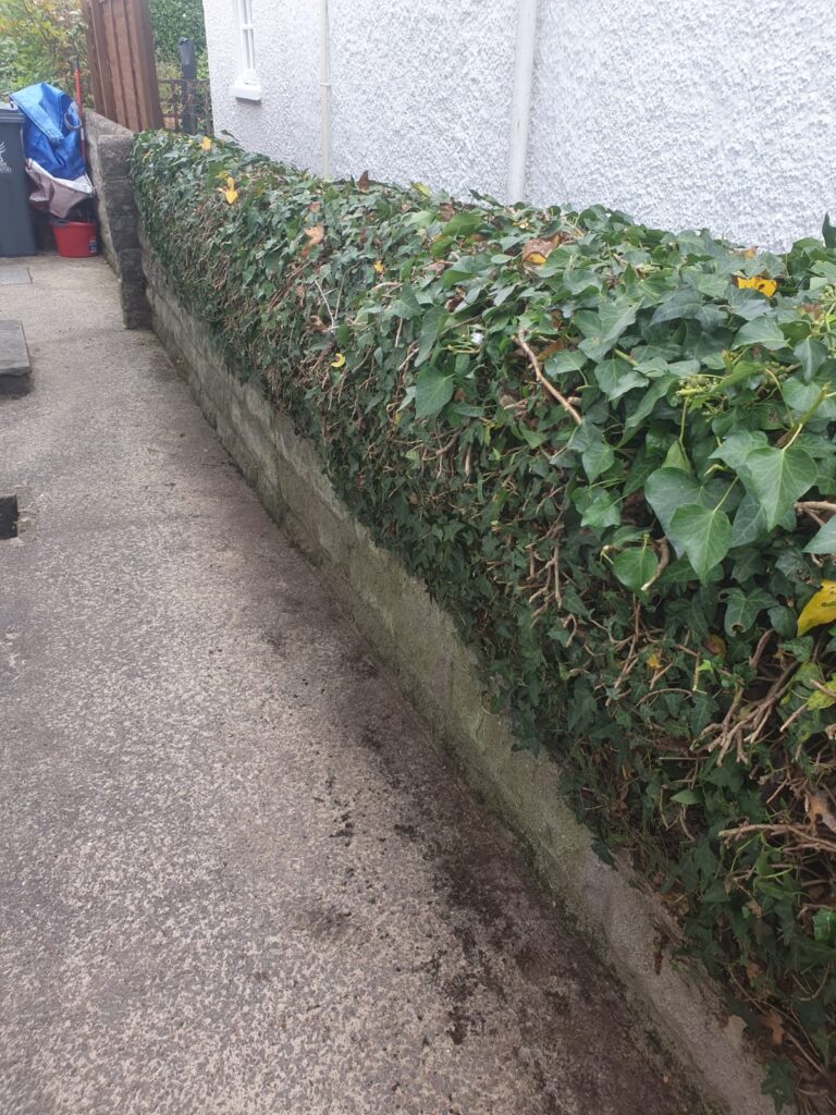 ivy cut back in Radyr