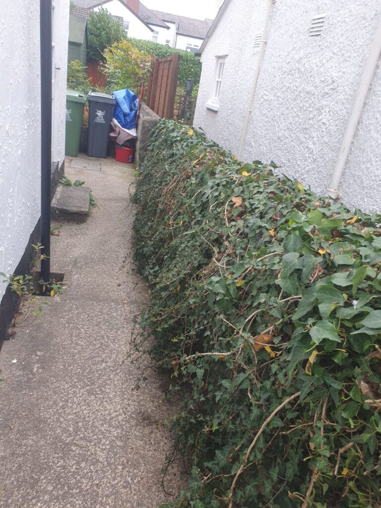 ivy cut back in Radyr