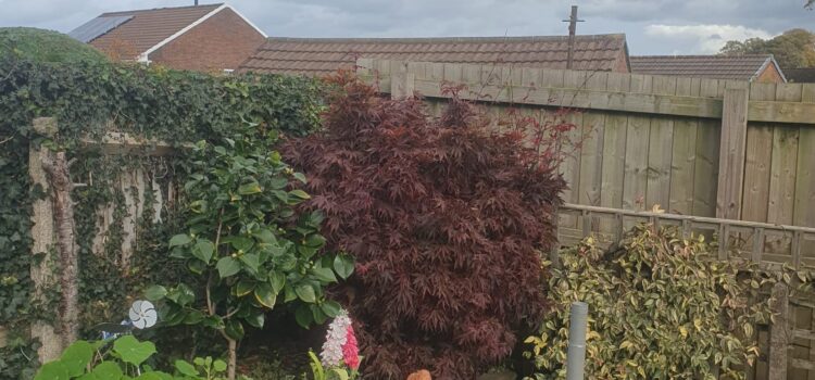 hedge maintenance pontyclun