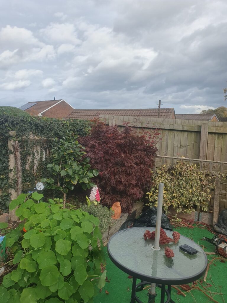 hedge maintenance pontyclun