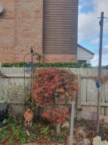 a1-orchard-landscaping-garden-hedge-maintenance-pontyclun-3 hedge maintenance pontyclun