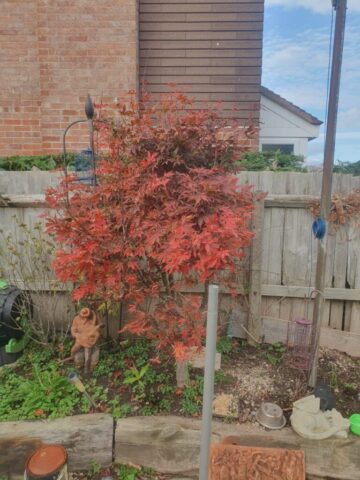 a1-orchard-landscaping-garden-hedge-maintenance-pontyclun-4 hedge maintenance pontyclun